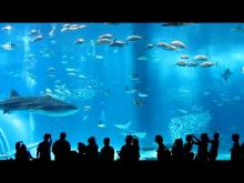 Embedded thumbnail for Okinawa Churaumi Aquarium